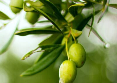 Baume Bio démêlant et nourrissant Biokap
