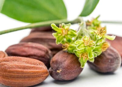 Baume Bio démêlant et nourrissant Biokap
