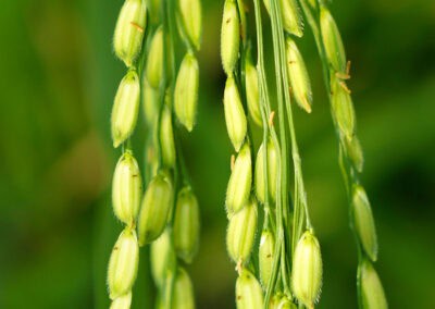 Huile réparatrice Bio biphasique Biokap