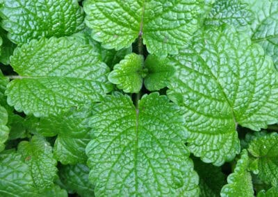 Lotion anti-pelliculaire et cheveux gras Biokap
