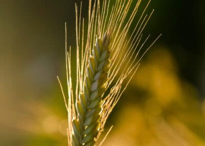 Shampooing Bio délicat Biokap