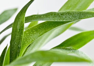 Shampooing doux et naturel usage fréquent Bellezza de Biokap